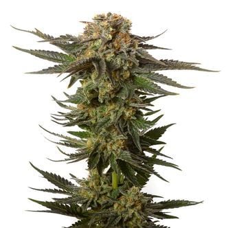 Moncherry (Amsterdam Genetics) Feminized