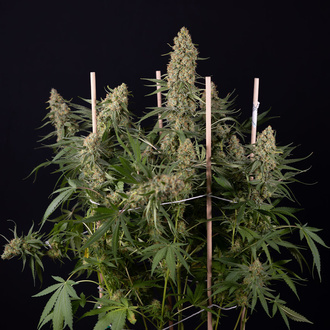 Solar Panel (Zamnesia Seeds) feminizada