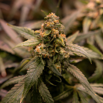 Solar Panel (Zamnesia Seeds) feminizada