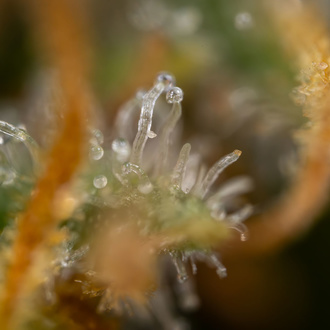 Solar Panel (Zamnesia Seeds) feminizada