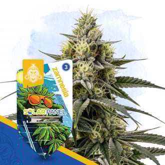 Solar Panel (Zamnesia Seeds) feminizada