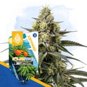 Solar Panel (Zamnesia Seeds) feminizada