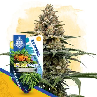 Solar Panel Auto (Zamnesia Seeds) feminizada