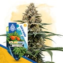 Solar Panel Auto (Zamnesia Seeds) feminizada