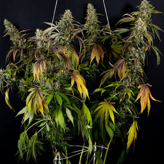 Sticky Broccoli (Zamnesia Seeds) feminizada