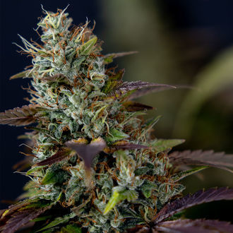 Sticky Broccoli (Zamnesia Seeds) feminizada