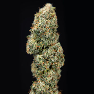 Sticky Broccoli (Zamnesia Seeds) feminizada