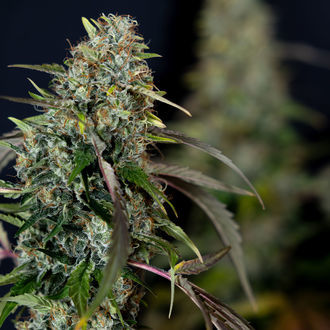 Sticky Broccoli (Zamnesia Seeds) feminizada