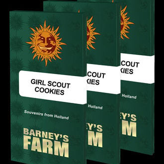 Girl Scout Cookies (Barney's Farm) feminizada