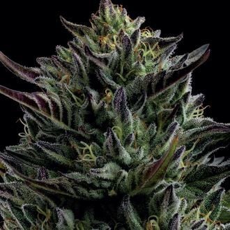 California Octane (Humboldt Seed Company) feminizada