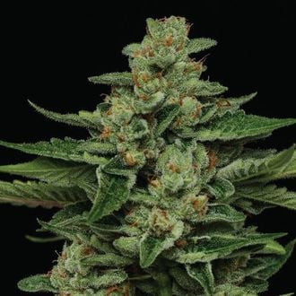 Fortune Cookie (Humboldt Seed Company) feminizada