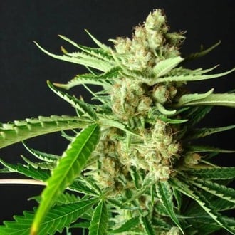 L.A. Ultra (Resin Seeds) feminizada