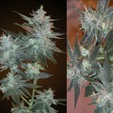 L.A. Ultra (Resin Seeds) feminizada