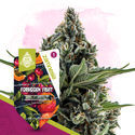 Forbidden Fruit (Zamnesia Seeds) feminizada