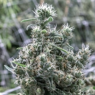 Cannatonic (Resin Seeds) feminizada