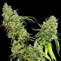 Cannatonic (Resin Seeds) feminizada