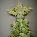 Bubblicious (Resin Seeds) feminizada