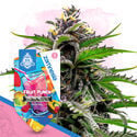 Fruit Punch Automatic (Zamnesia Seeds) feminizada