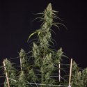 Fruit Punch Auto (Zamnesia Seeds) feminizada