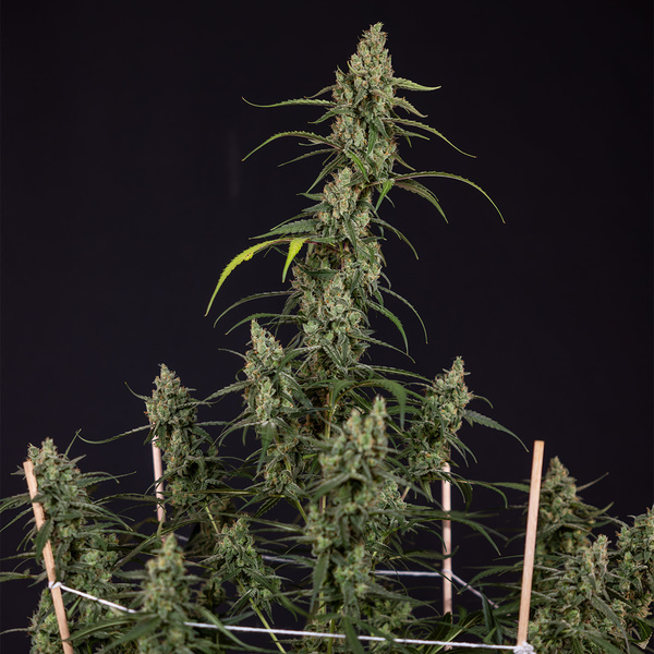 Fruit Punch Auto (Zamnesia Seeds) feminizada
