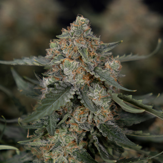 Fruit Punch Auto (Zamnesia Seeds) feminizada