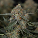 Fruit Punch Auto (Zamnesia Seeds) feminizada