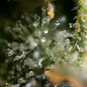 Fruit Punch Auto (Zamnesia Seeds) feminizada