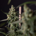 Fruit Punch Auto (Zamnesia Seeds) feminizada