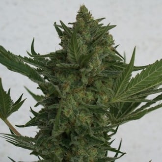 Critical Haze (Resin Seeds) feminizada