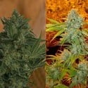 Critical Haze (Resin Seeds) feminizada