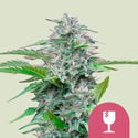 Critical (Royal Queen Seeds) feminizada