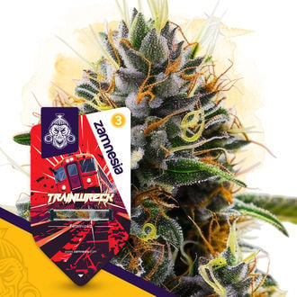 Trainwreck (Zamnesia Seeds) feminizada