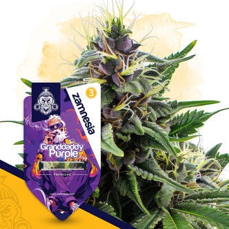 Granddaddy Purple (Zamnesia Seeds) feminizada