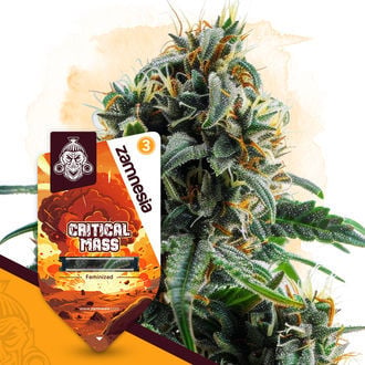 Critical Mass (Zamnesia Seeds) feminizada