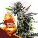 Critical Mass Automatic (Zamnesia Seeds) feminizada