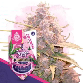 Birthday Cake Automatic (Zamnesia Seeds) feminizada
