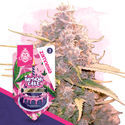 Birthday Cake Automatic (Zamnesia Seeds) feminizada