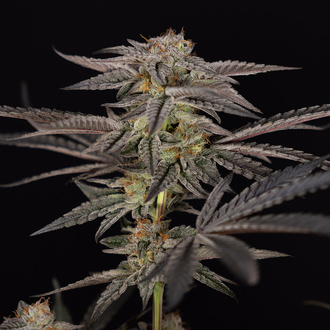 Georgia Pie (Zamnesia Seeds) feminizada