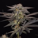 Georgia Pie (Zamnesia Seeds) feminizada