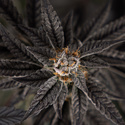 Georgia Pie (Zamnesia Seeds) feminizada