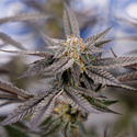 Georgia Pie (Zamnesia Seeds) feminizada