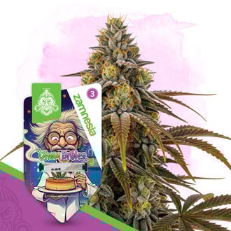 Chem Brulee (Zamnesia Seeds) feminizada