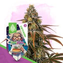 Chem Brulee (Zamnesia Seeds) feminizada