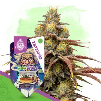 Chem Brulee Auto (Zamnesia Seeds) feminizada