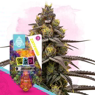 LSD (Zamnesia Seeds) feminizada