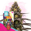 LSD (Zamnesia Seeds) feminizada