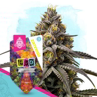 LSD Auto (Zamnesia Seeds) feminizada