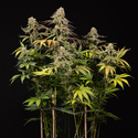 LA Kush Cake (Zamnesia Seeds) feminizada