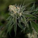 LA Kush Cake (Zamnesia Seeds) feminizada