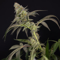 LA Kush Cake (Zamnesia Seeds) feminizada